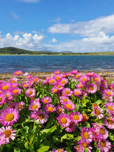 Pink Daisies By The Sea, Trawbreaga Bay, Malin, Co Donegal