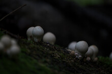 Lycoperdon Pyriforme Mushrooms, Known As Stump Puffball In The Forest