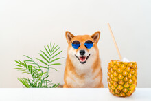 Dog In Sunglasses With Ananas Cocktail
