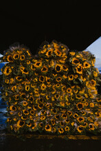 Wall Of Sunflowers
