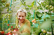 © AD Astra Team/Stocksy - A woman in a greenhouse collects tomatoes