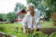 © AD Astra Team/Stocksy - A woman collects carrots from the garden