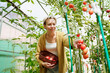 © AD Astra Team/Stocksy - A woman in a greenhouse collects tomatoes