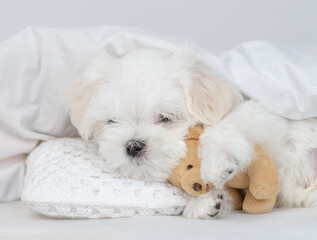 Poster - Cozy White Lapdog puppy hugs toy bear under white blanket on a bed at home