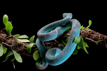 Wall Mural - Blue viper snake on branch with black background, viper snake ready to attack