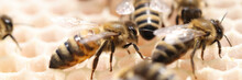 Bee Honey Bee Colony Honeycomb Closeup. Eco Nature Bee Hive