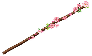 Wall Mural - Cherry blossom branch isolated