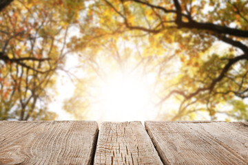 Empty wooden table in autumn forest on sunny day