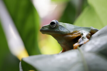 Wall Mural - Flying frog closeup face on branch, Javan tree frog closeup image, rhacophorus reinwartii on green leaves