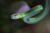 Fototapeta Zwierzęta - Trimeresurus Insularis closeup on branch, Indonesian viper snake closeup
