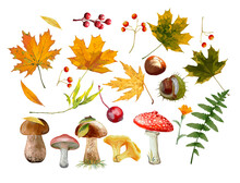 Set Of Decor Elements Autumn Maple Leaves Mushrooms