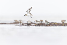 A Sanderling (Calidris Alba) In Flight During Fall Migration On The Beach.