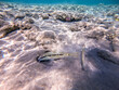 Forsskal goatfish (Parupeneus forskali) on sand sea ​​bottom at the Red Sea coral reef..