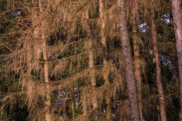 Wall Mural - Dead needles and branches in a forest full of dead spruce trees