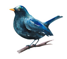 Watercolor Thrush. A Blackbird With A Yellow Beak Sits On A Branch On A White Background