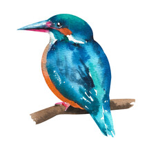 Watercolor Kingfisher. A Small Kingfisher Bird Sits On A Twig On A White Background