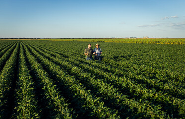 Wall Mural - Two farmers in a field examining soy crop.