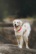 © Lait_ph - dog golden retriever in the autumn location