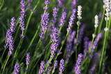 Fototapeta Lawenda - Beautiful blooming lavender plants in field on sunny day, closeup