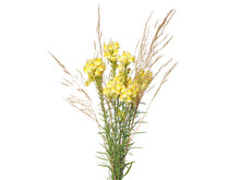 Yellow Wild Flowers And Grass Years Isolated On White