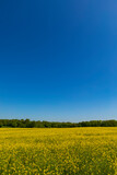 Fototapeta Na sufit - Yellow rapeseed field on a sunny summer day