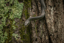 Black Rat Snake Climbing Down A Tree Trunk