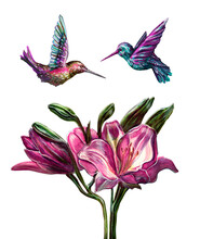A Pair Of Brightly Colored Hummingbirds Take Nectar From A Lily Flower. Watercolor Drawing Isolated On A White Background.