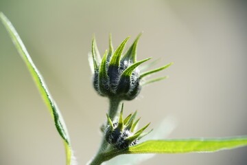 Poster - close up of a plant,lower, plant, nature, thistle, grass, spring, macro, purple, summer, wild, flora, leaf, meadow, garden, field, beauty, bud, weed, blossom, close-up, stem