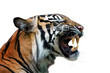 Closeup head sumateran tiger