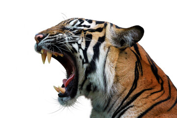closeup head sumateran tiger