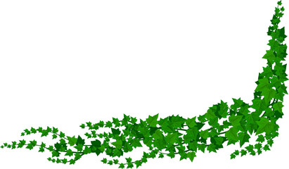 Wall Mural - liana ivy green creepy plant isolated vine climber