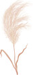 Pampas grass realistic floral branch, field plant