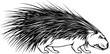 Porcupine or hedgehog vector animal, wild mammal