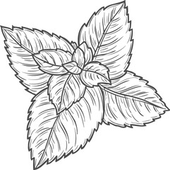 Wall Mural - Sketch peppermint leaves, vector mint engraving