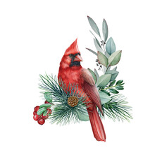 Winter Decoration With Red Cardinal Bird. Watercolor Illustration. Hand Drawn Nature Style Decor With Cardinal, Pine, Eucalyptus, Berries. Winter Realistic Decor.