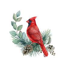 Red Cardinal Bird With Pine And Eucalyptus Branches. Watercolor Illustration. Hand Drawn Realistic Cardinal Bird Wintertime Decoration. Winter Nature Scene Decor. 