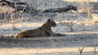 Löwen im Mana Pools Nationalpark