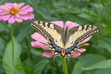 Wall Mural - Machaon butterfly sitting on pink zinnia flower