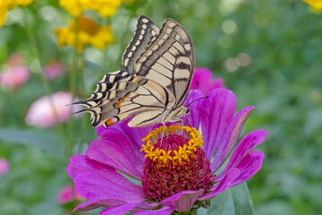 Wall Mural - close up of butterfly sitting on purple zinnia flower