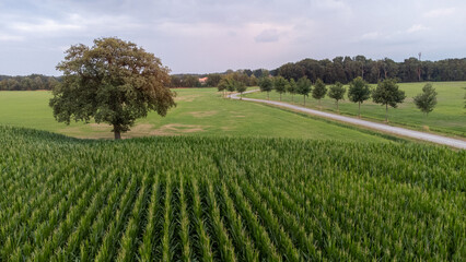 Wall Mural - Panoramic aerial view shot by a drone of a Green corn maize field in early stage panoramic showing the lines of young corn shoots on big field. High quality photo