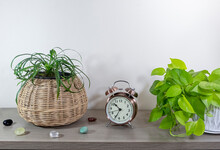 Tropical Houseplants. Liriope Muscari "Cassidy" (Cassidy Liriope) And Golden Pothos Potted Plant On A Swedish Minimalist Cabinet. Interior. Close-up.
The Concept Of Home Décor And Growing Potted Plant