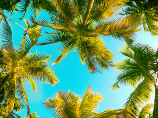 Tropical Background with palm