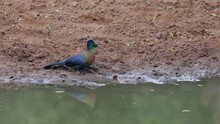 Purple Crested Turaco Drinking Water