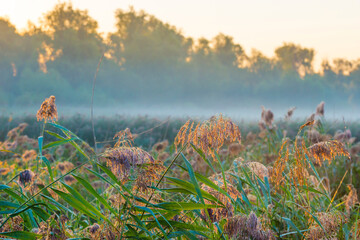 Wall Mural - The edge of a foggy lake with reed and withered wild flowers in wetland in sunlight at sunrise at fall, Almere, Flevoland, The Netherlands, September, 2022