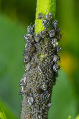 Wall Mural - Branch of fruit tree with wrinkled leaves affected by black aphid. Cherry aphids, black fly on cherry tree, severe damage from garden pests