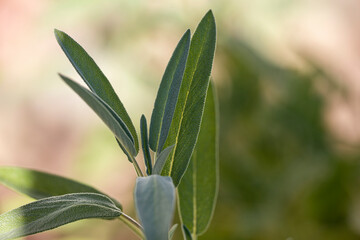 Sticker - close up of a plant