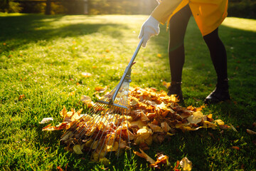 Rake and pile of fallen leaves on lawn in autumn park. Volunteering, cleaning, and ecology concept. Seasonal gardening.
