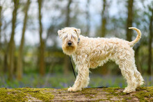 Soft Coated Wheaten Terrier In A Bluebell Wood