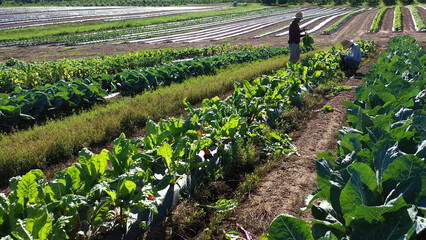 Distant view of two men wearing straw hats picking swiss chard or silverbeet on a farm in morning light.