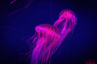 Beautiful illuminated jellyfish in dark water close up